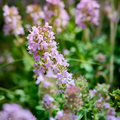 Thymus vulgaris (thyme) – 6 plants, Ø9 cm, 10–25 cm tall