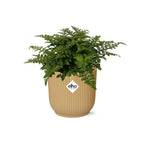 Asplenium Parvati in ELHO Vibes Fold 14cm geel (vogelnestvaren) – 25 cm hoog