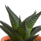 15× Cactus and succulent mix (Cactaceae) in terracotta pot – Ø6 cm, 13 cm high