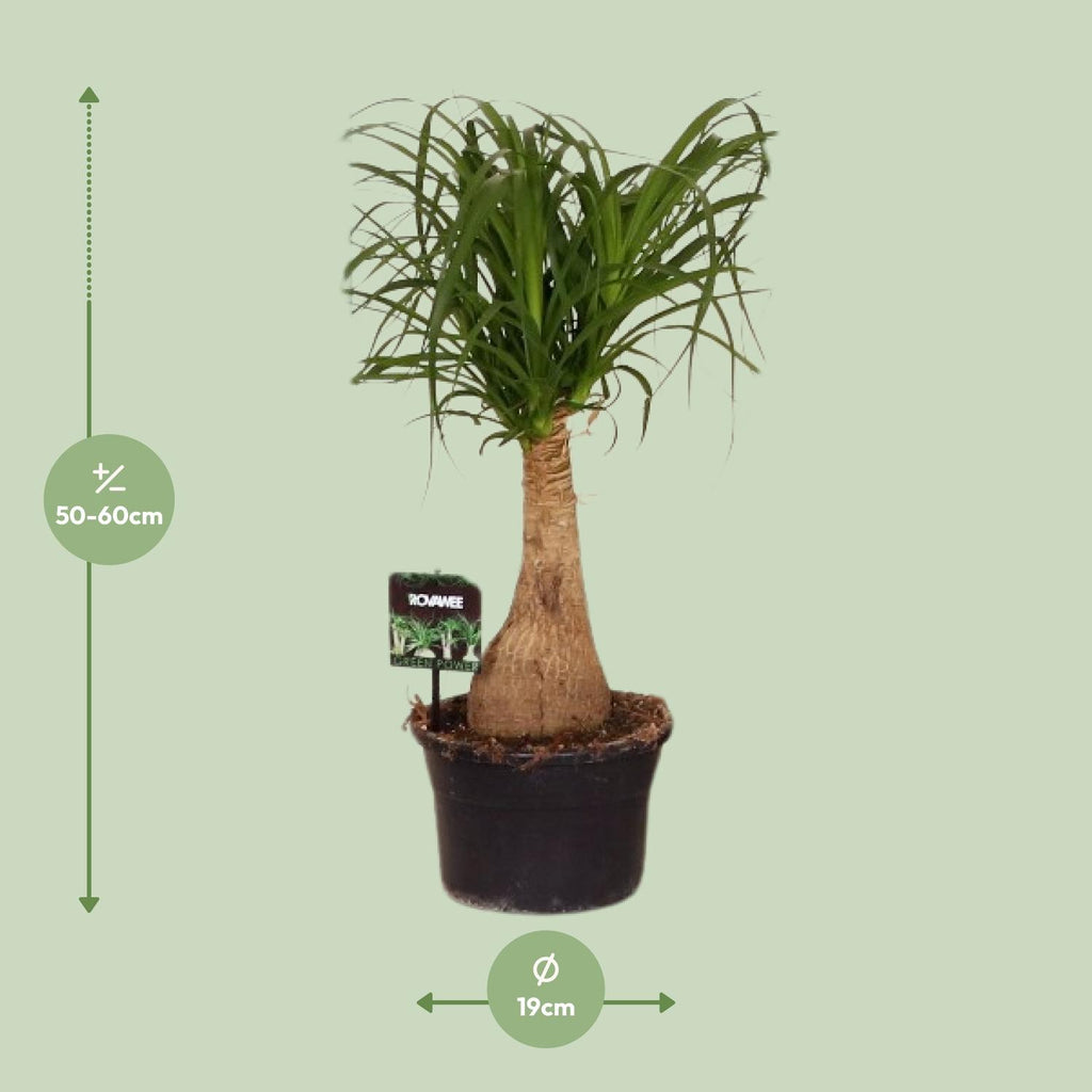 Beaucarnea Nolina (elephant foot) – Ø19 cm, 60 cm high – photo 7