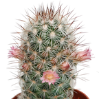 5× Cactus mix (Cactaceae) sans pot décoratif – Ø6 cm, 13 cm de haut