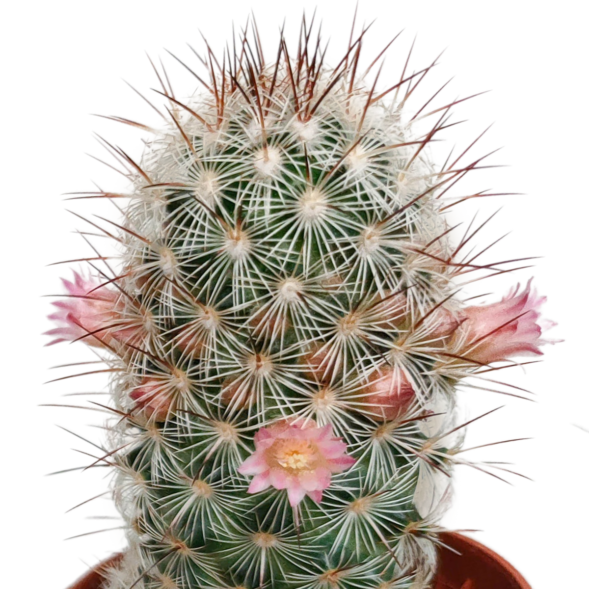 5× Cactus mix (Cactaceae) sans pot décoratif – Ø6 cm, 13 cm de haut – photo 4