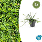 Euonymus fort. 'Minimus' (osier cardinaux) – 6 plants, Ø9 cm, 10–25 cm de haut