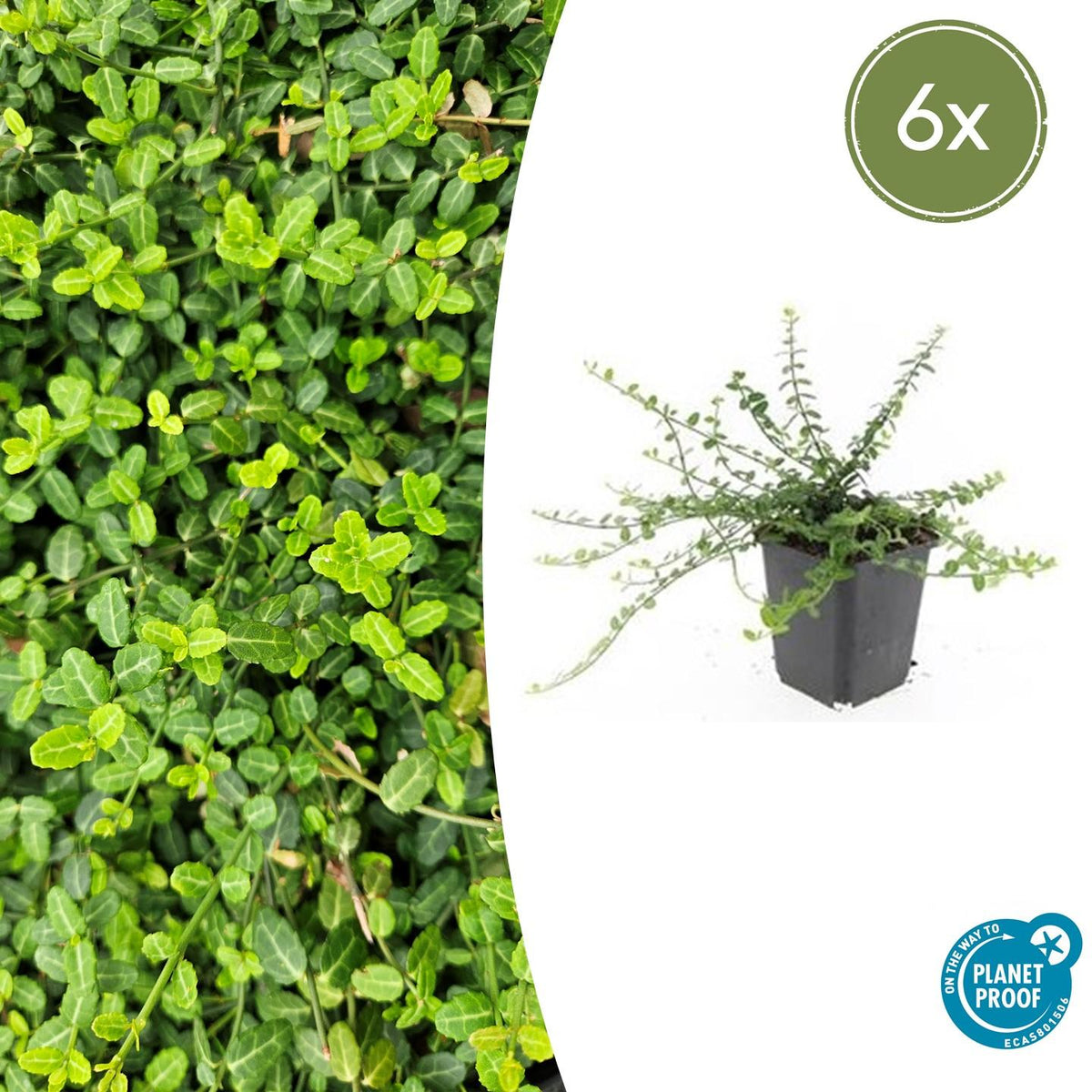 Euonymus fort. 'Minimus' (osier cardinaux) – 6 plants, Ø9 cm, 10–25 cm de haut – photo 2