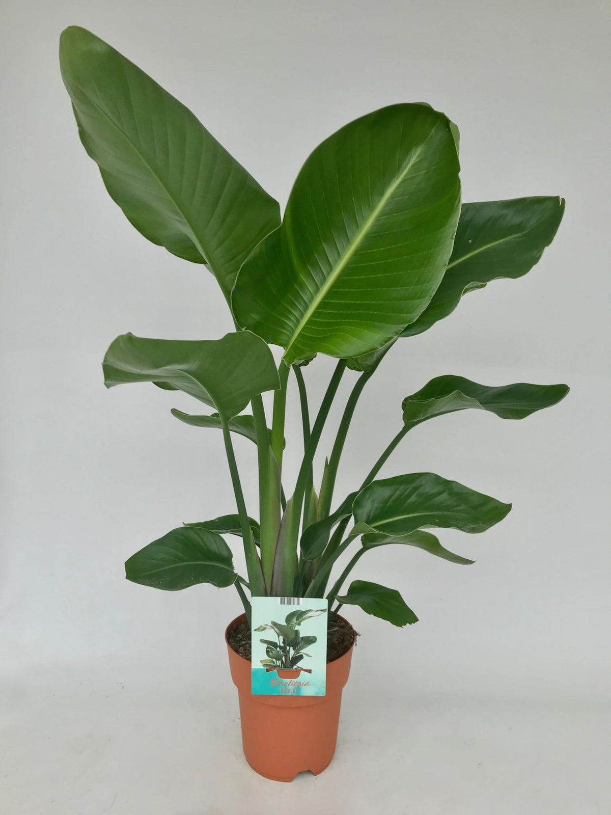 Strelitzia nicolai (hvid paradisfugleblomst) – Ø19 cm, 95 cm høj
