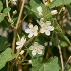 Fallopia aubertii (bruidssluierplant) – wit – 2 planten, Ø9 cm, 35 cm hoog