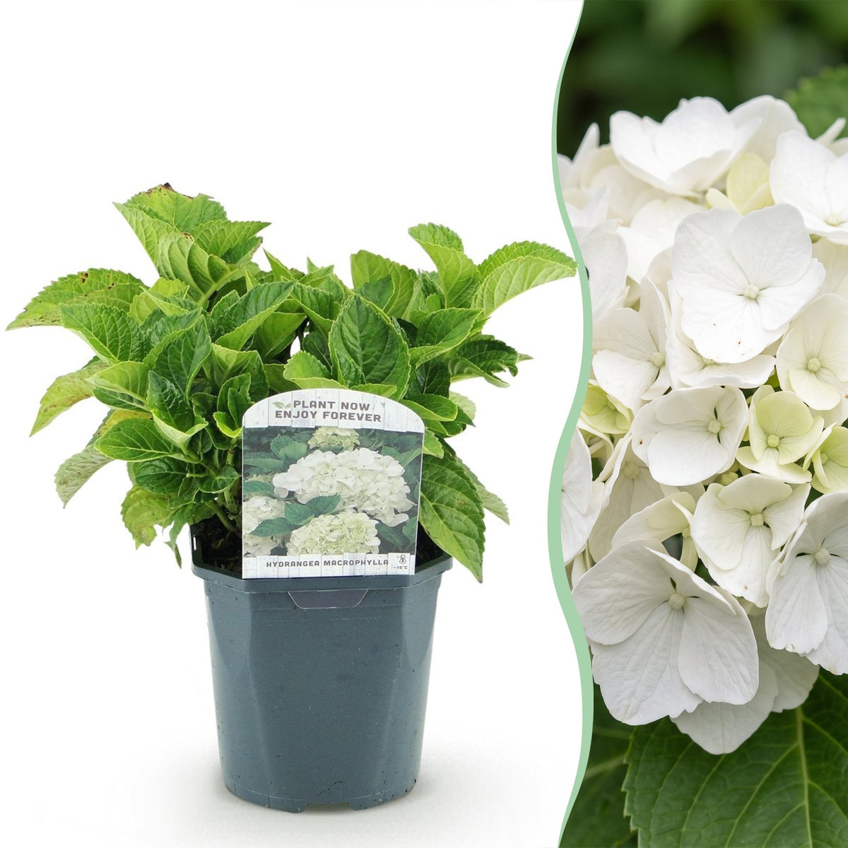 Hydrangea macrophylla (hortensia) – wit – Ø17 cm, 30 cm hoog