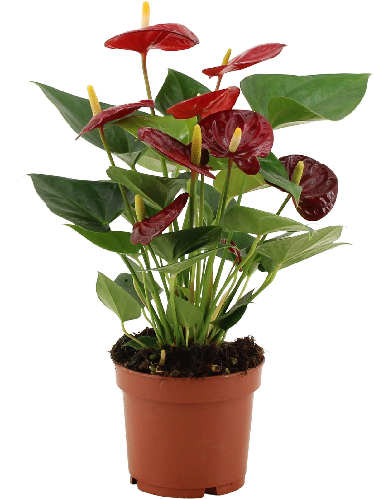 Anthurium Calon in transparenter Folie (Flammenlilie) – Ø 12 cm, 36 cm hoch
