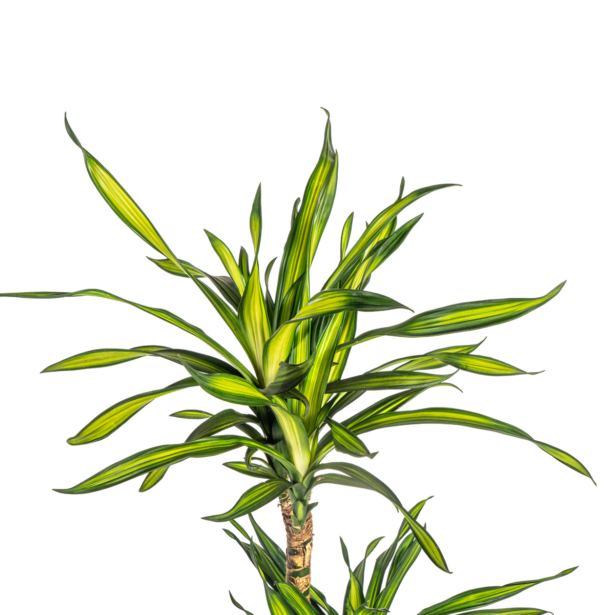 Dracaena Deremensis Rikki (drakenboom) – Ø21 cm, 90–110 cm hoog