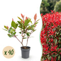 Photinia fraseri 'Little Red Robin' (photinia) – rouge – 40 plants, Ø9 cm, 25–35 cm de haut