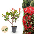 Photinia fraseri 'Little Red Robin' (photinia) – rouge – 40 plants, Ø9 cm, 25–35 cm de haut