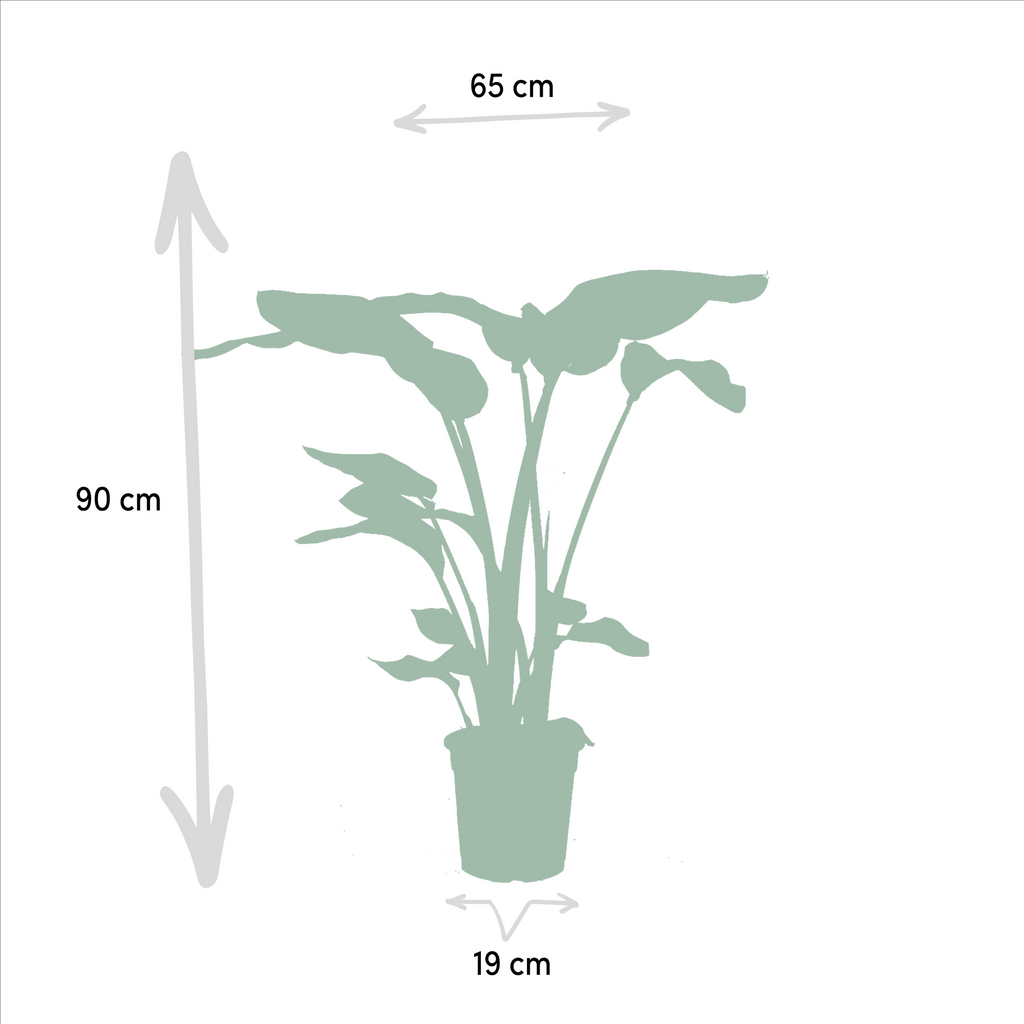 Strelitzia nicolai (hvid paradisfugleblomst) – Ø19 cm, 85 cm høj