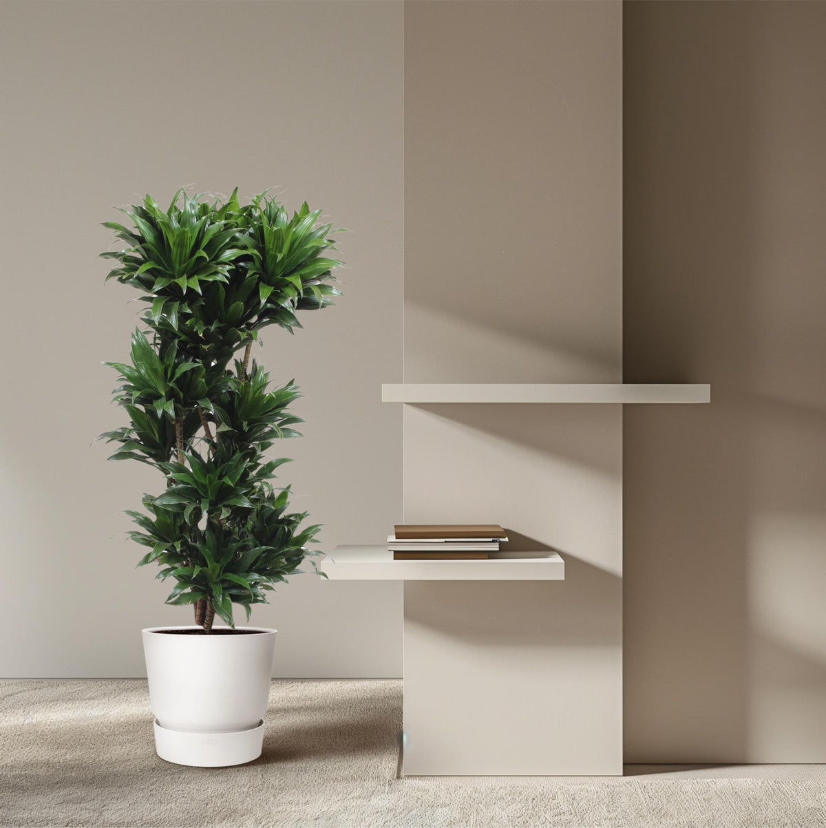 Dracaena Compacta (drakenboom) – Ø27 cm, 120 cm hoog