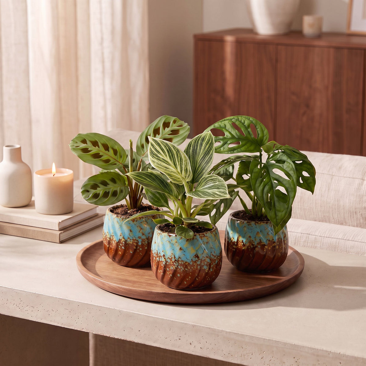 3× Box surprise de plantes d’intérieur incl. Copper Reef – Ø6 cm, 5–15 cm de haut