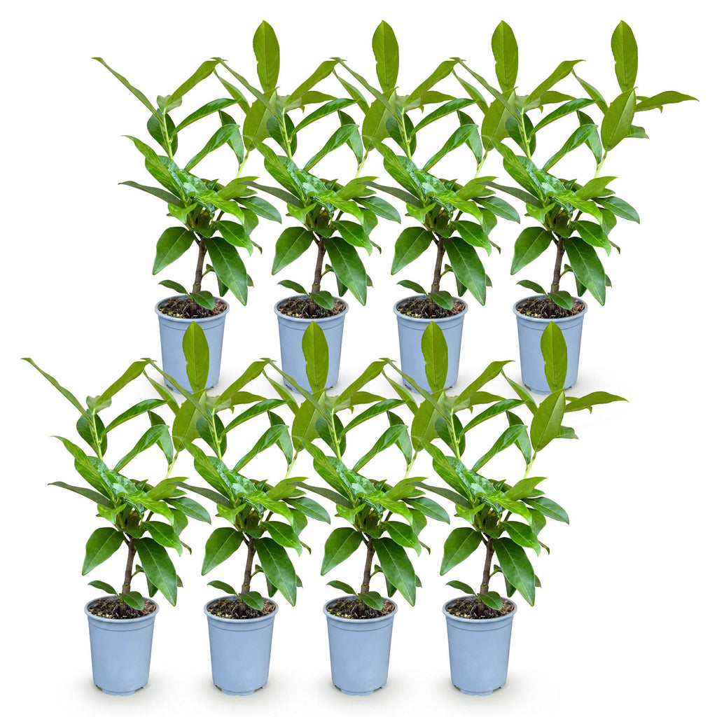Prunus laurocerasus 'Novita' (laurierkers) – 8 planten, Ø9 cm, 25–35 cm hoog – foto 2