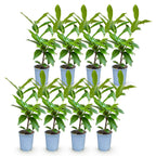 Prunus laurocerasus 'Novita' (laurierkers) – 8 planten, Ø9 cm, 25–35 cm hoog