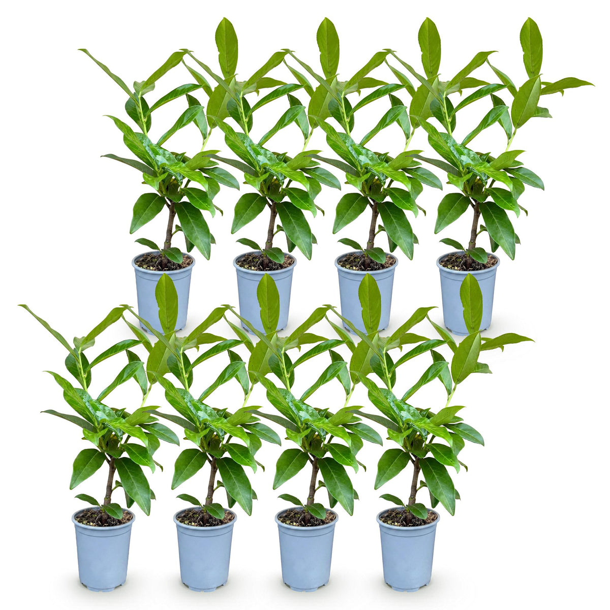 Prunus laurocerasus 'Novita' (cherry laurel) – 8 plants, Ø9 cm, 25–35 cm high – photo 2