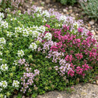 Timian 'Tricolour' (tym) – rosa-rød-hvid – 12 planter, Ø11 cm, 15–25 cm høj