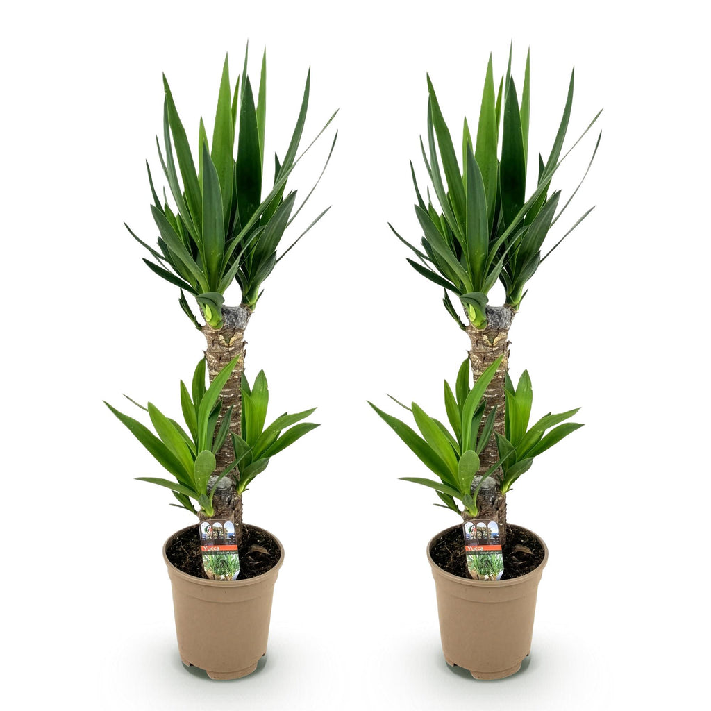 Yucca elephantipes – Ø17 cm, 75 cm hoog – art. 54723