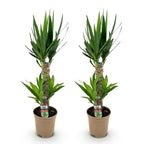 Yucca elephantipes – Ø17 cm, 75 cm hoog – art. 54723