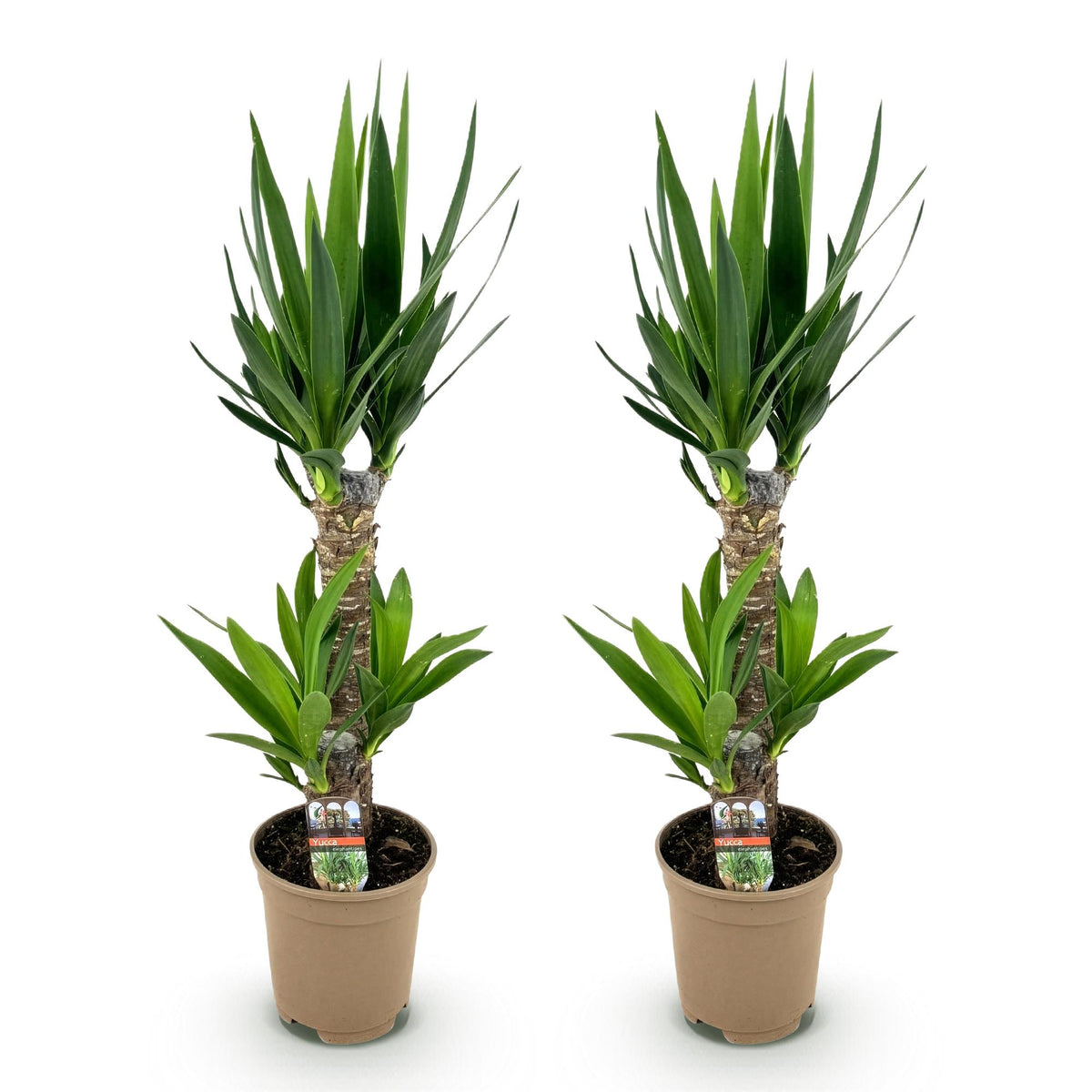 Yucca elephantipes – Ø 17 cm, 75 cm hoch – Art. 54723