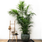 Pot Fabien Mystic Green