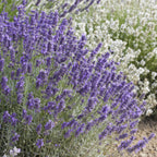 Lavandula 'Hidcote' (lavendel) – 48 planten, Ø9 cm, 10–25 cm hoog