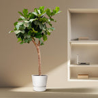 Ficus lyrata arbre XXXL (ficus lyre) – Ø40 cm, 230 cm de haut