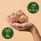 Lot de bulbes Jardin sec – 70 bulbes (calibre 10/12)