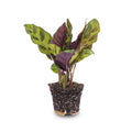 Calathea Lancifolia – Ø6 cm – pauwenplant