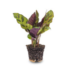 Calathea Lancifolia – Ø6 cm – pauwenplant