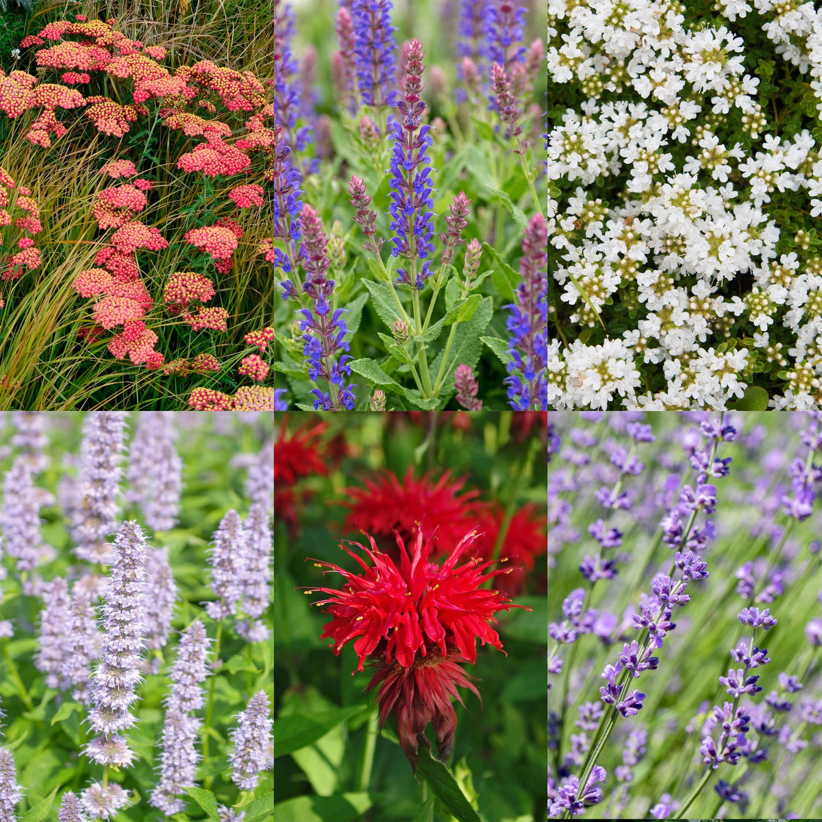 Borderpakket geurend – 12 planten, Ø11 cm, 15–25 cm hoog