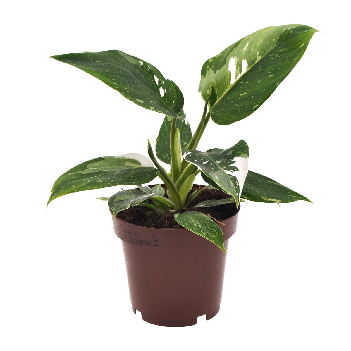 Philodendron White Princess – Ø 12 cm, 25 cm hoch