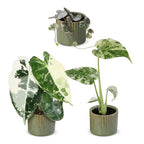 3× jeunes plantes Variegata Mix incl. Linnea Olive – Ø6 cm, 10–15 cm de haut