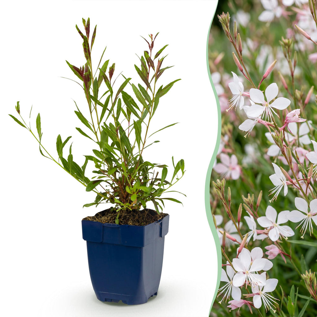 Gaura lindh. 'Whirling Butterflies' (prachtkaars) – wit – 12 planten, Ø11 cm, 15–25 cm hoog