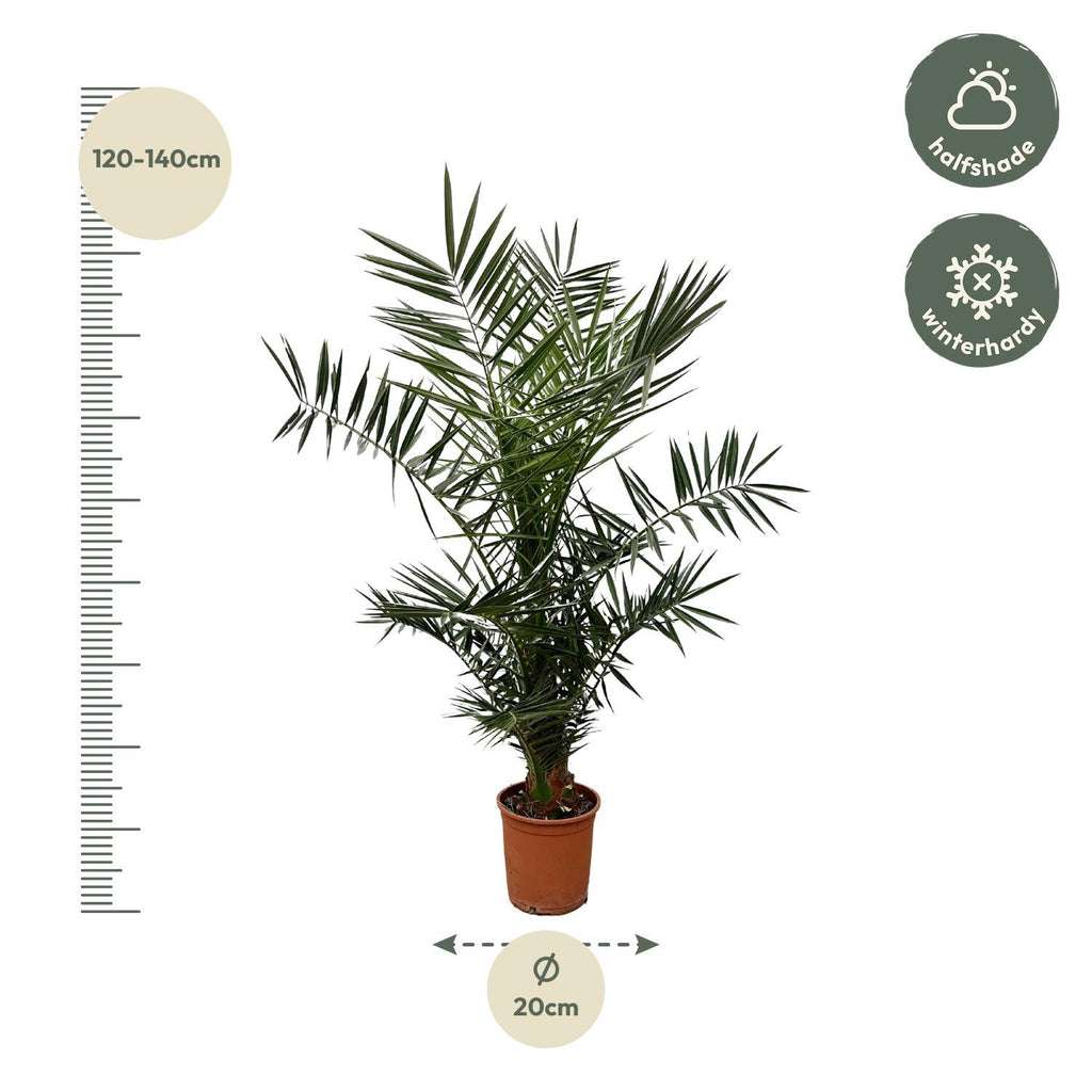 Phoenix 'Canariensis' (date palm) – Ø27 cm, 140 cm high – photo 2