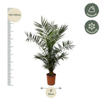 Phoenix 'Canariensis' (date palm) – Ø27 cm, 140 cm high