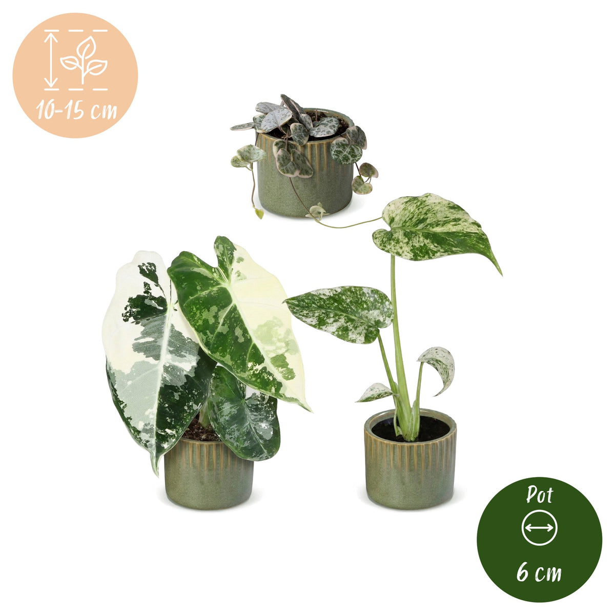 3× jeunes plantes Variegata Mix incl. Linnea Olive – Ø6 cm, 10–15 cm de haut