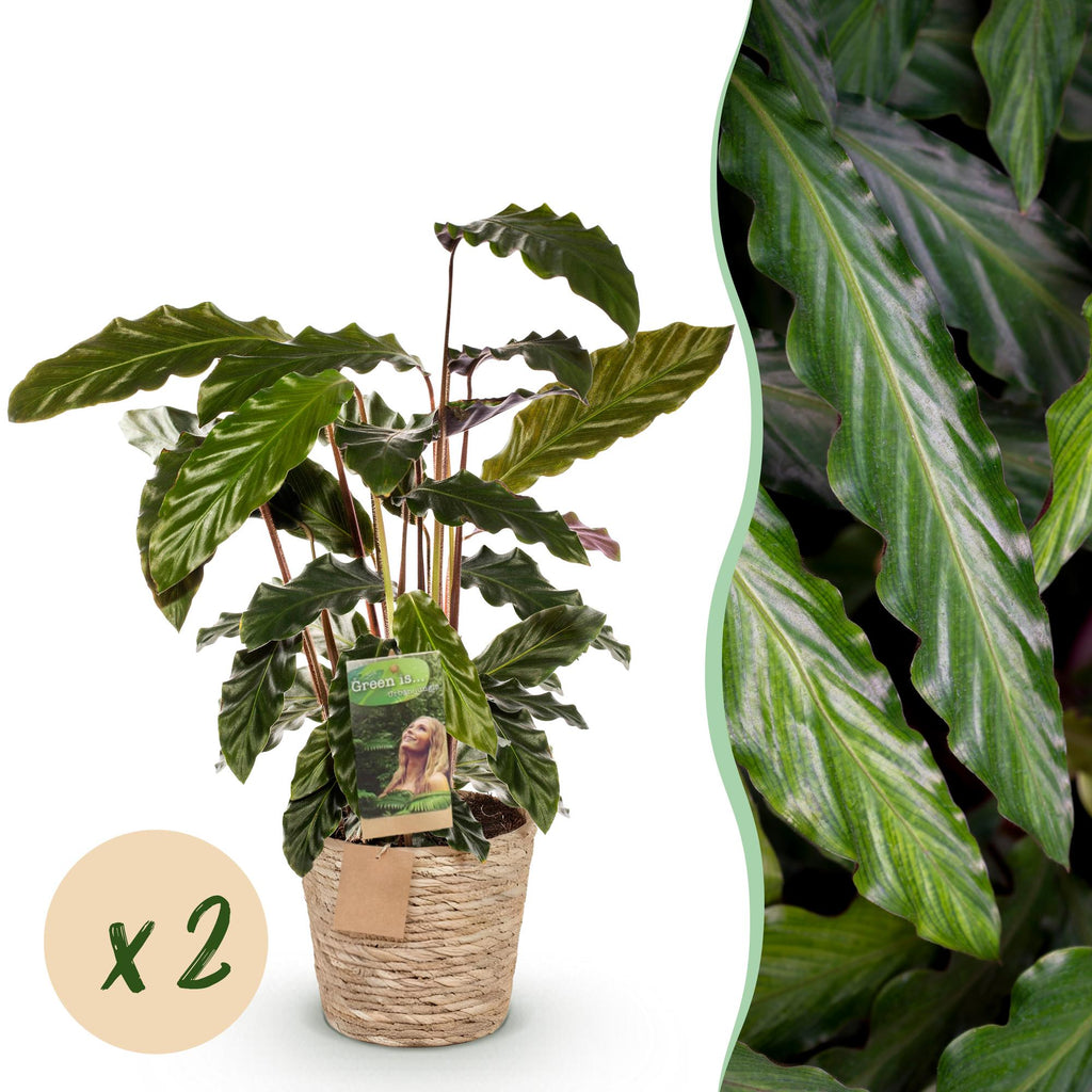 2× Calathea Rufibarba avec panier – Ø17 cm, 55–60 cm de haut