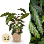 2× Calathea Rufibarba avec panier – Ø17 cm, 55–60 cm de haut