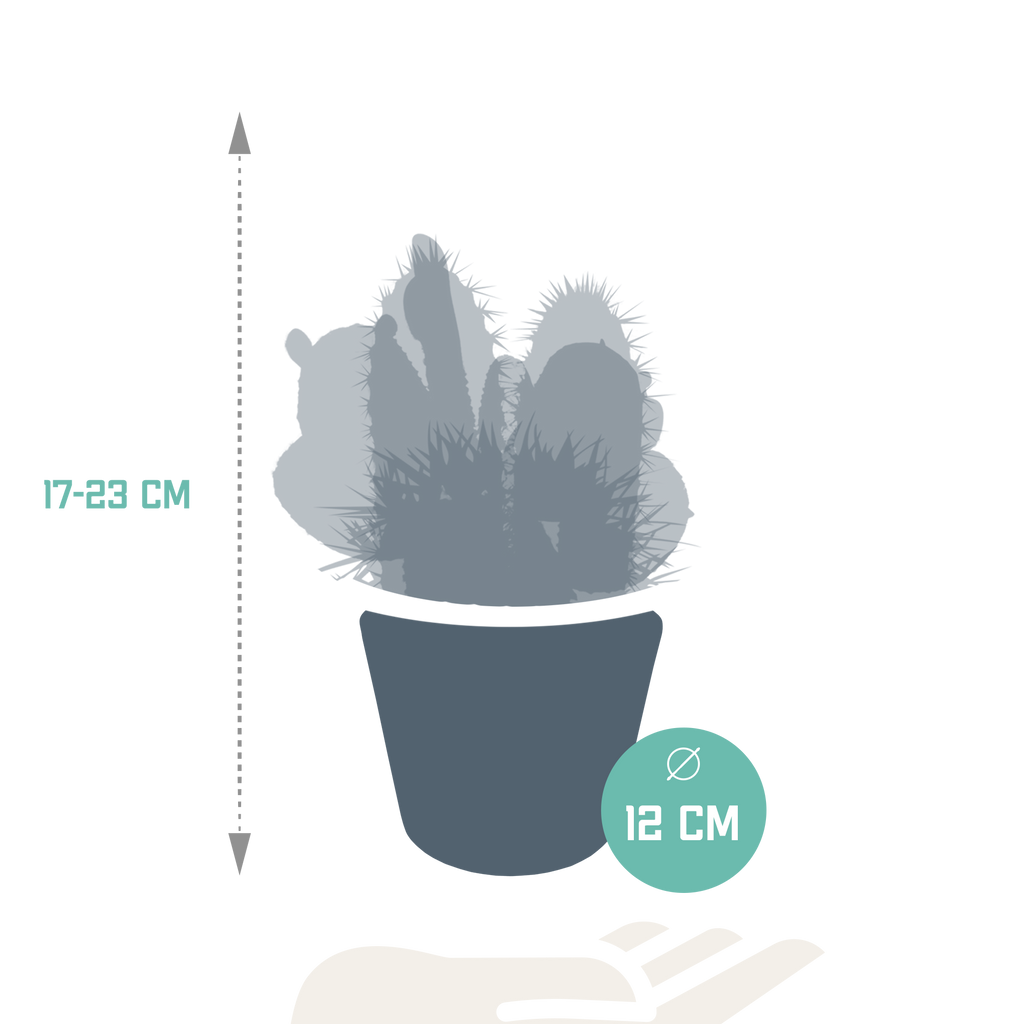 Kaktusmix (Cactaceae) i hvid potte – Ø11 cm, 23 cm høj