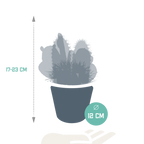 Kaktusmix (Cactaceae) i hvid potte – Ø11 cm, 23 cm høj