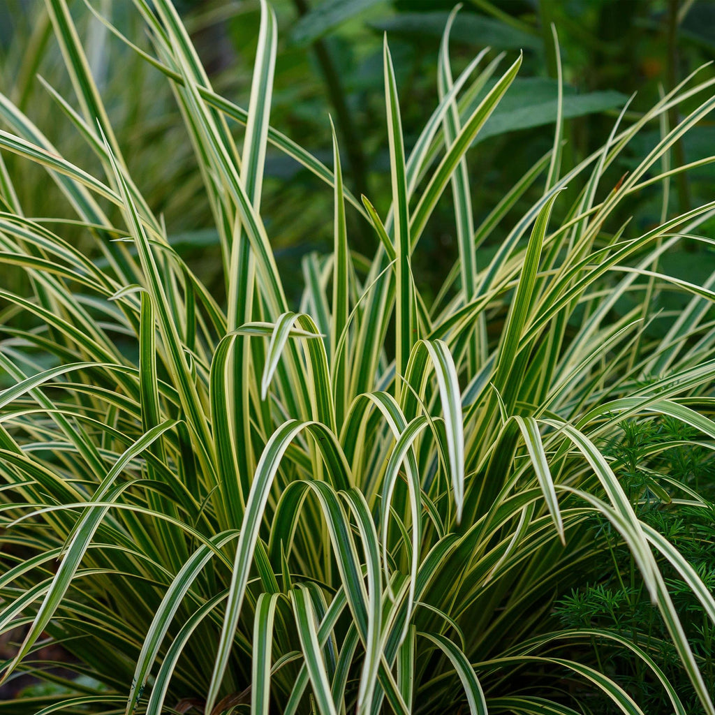Carex morrowii 'Ice Dance' (sedge) – 4 plants, Ø17 cm, 50 cm high – photo 5