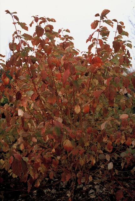 Cornus sanguineum 'Anny’s Winter Orange' (Kornelkirsche) – 6 Pflanzen, Ø9 cm, 10–25 cm hoch – Bild 5