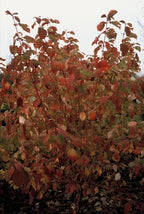Cornus sanguineum 'Anny’s Winter Orange' (Kornelkirsche) – 6 Pflanzen, Ø9 cm, 10–25 cm hoch