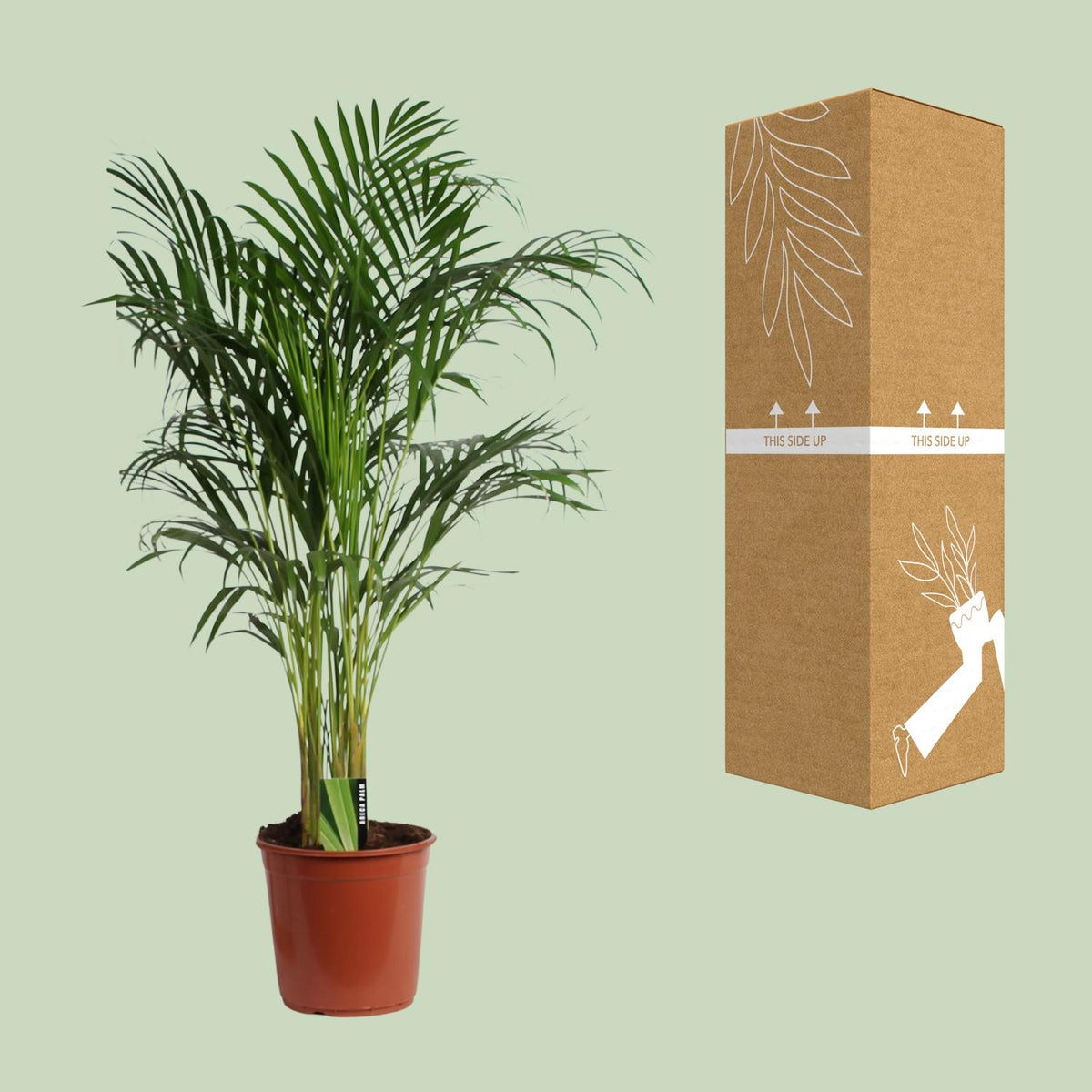 Areca (Dypsis) – Ø 24 cm, 120 cm hoch