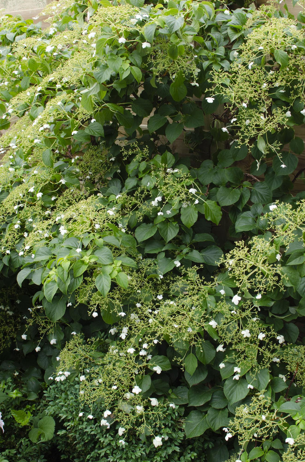 Hydrangea petiolaris (climbing hydrangea) – 3 plants, Ø15 cm, 65 cm high – photo 2