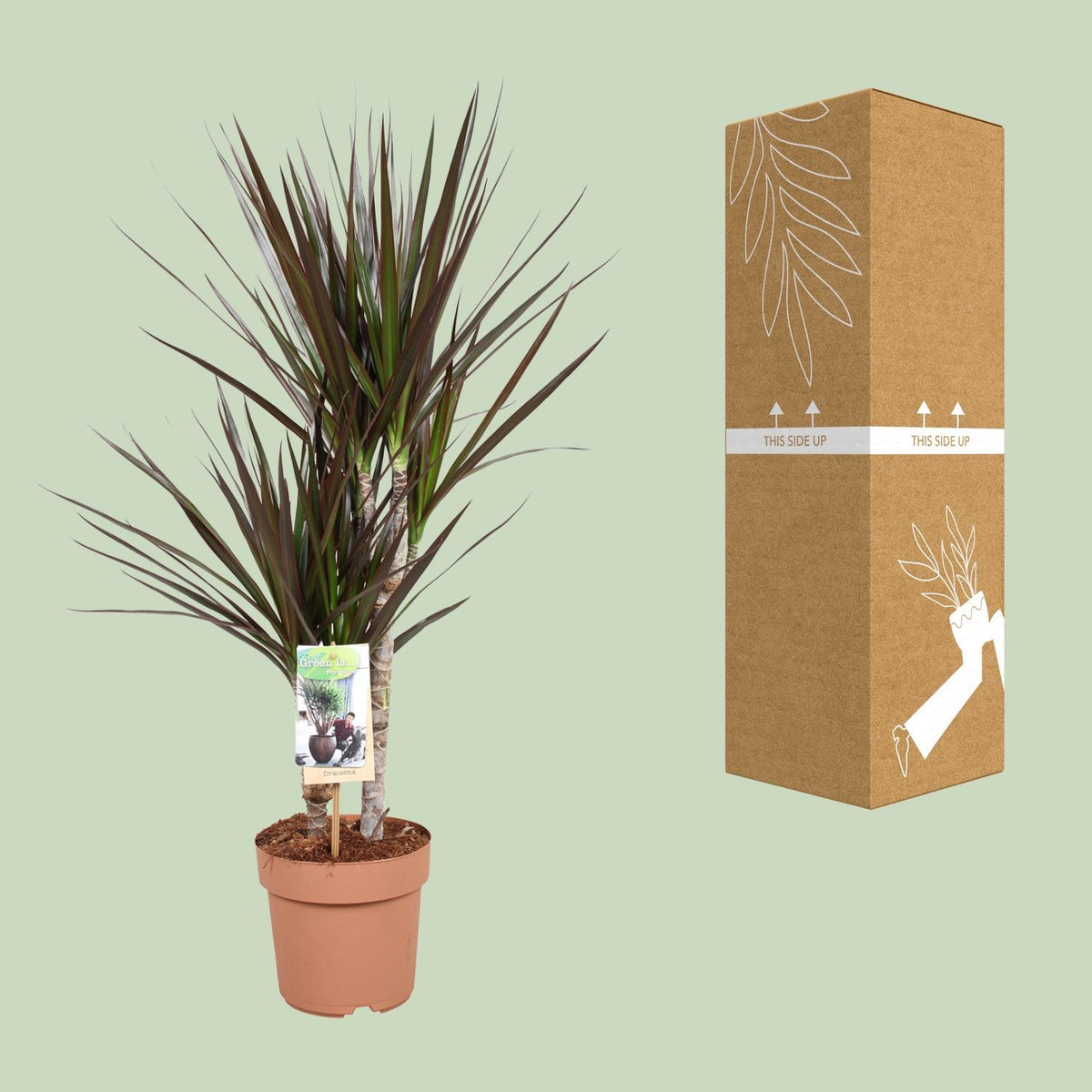 Dracaena Magenta (drakenboom) – Ø17 cm, 80 cm hoog