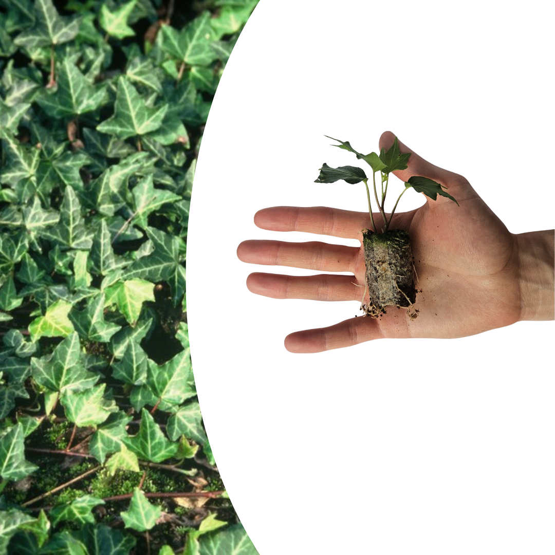 Hedera 'Green Ripple' (klimop) – foto 2