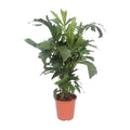 Caryota Mitis (fiskstjärtspalm) – Ø24 cm, 110 cm hög